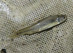 Notropis stramineus