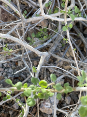 Pleurocoronis laphamioides
