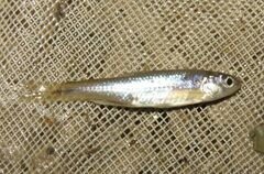 Notropis stramineus