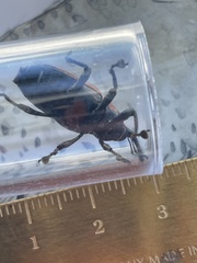Diathetes