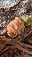 Trichoderma peltatum