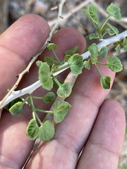 Pleurocoronis laphamioides