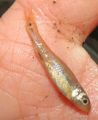 Notropis stramineus