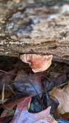 Trichoderma peltatum