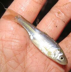 Cyprinella lutrensis