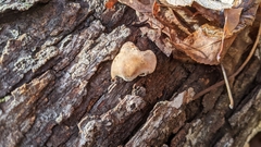 Trichoderma peltatum