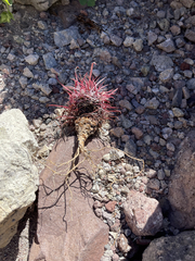 Ferocactus gracilis