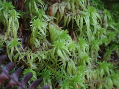 Sphagnum pacificum