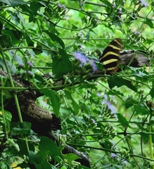 Heliconius charithonia vazquezae