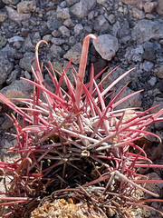 Ferocactus gracilis