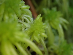 Sphagnum pacificum