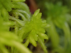Sphagnum pacificum