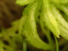 Sphagnum pacificum