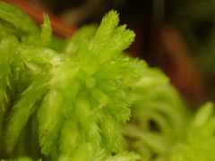 Sphagnum pacificum