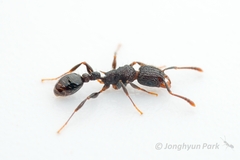 Tetramorium