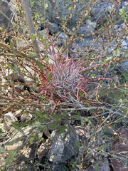 Ferocactus gracilis