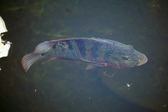 Mayaheros urophthalmus