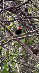 Ceratopipra mentalis