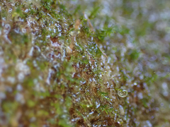 Dicranella schreberiana