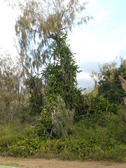 Cissus quadrangularis quadrangularis