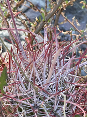 Ferocactus gracilis
