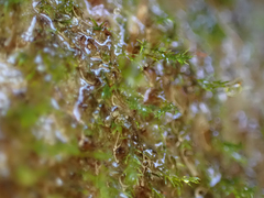 Dicranella schreberiana