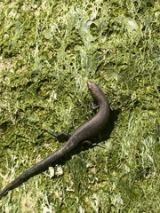 Lampropholis delicata