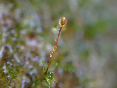 Dicranella schreberiana