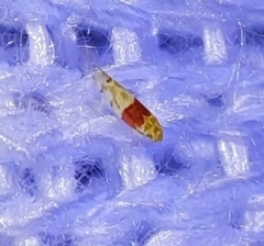 Eratoneura osborni