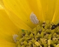 Phenacoccus solenopsis