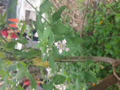 Lantana trifolia