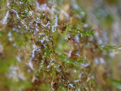 Dicranella schreberiana