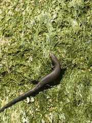 Lampropholis delicata