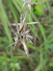 Cymbopogon tortilis
