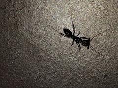 Odontomachus haematodus