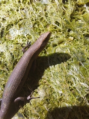 Lampropholis delicata