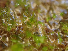 Dicranella schreberiana
