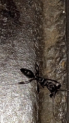Odontomachus haematodus
