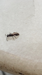 Tiphiinae