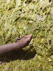 Lampropholis delicata