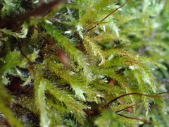 Brachythecium frigidum