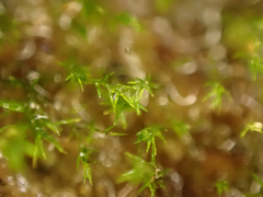 Dicranella schreberiana