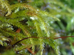 Brachythecium frigidum