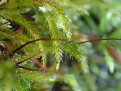 Brachythecium frigidum