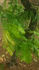 Chloroleucon mangense