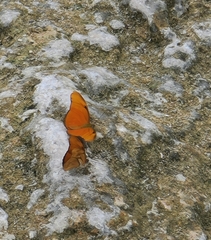 Dryas iulia moderata