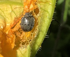 Epilachna obscurella