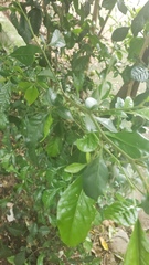 Camellia sinensis