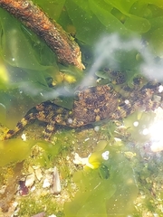 Leptograpsus variegatus