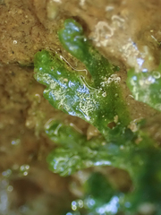 Pellia neesiana